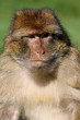 Barbary Macaque Monkey image