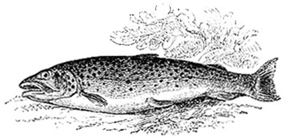 Common Trout image