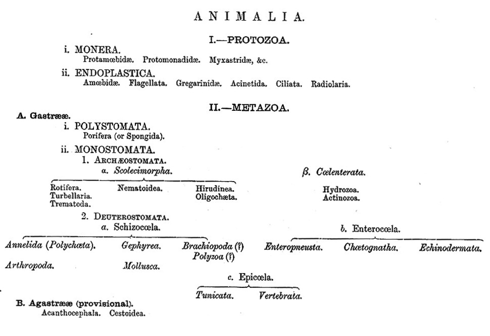 Animal Kingdom Hierarchy diagram