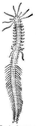 Parent stock of Autolytus cornutus - image