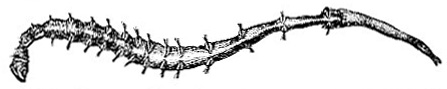 Clymens amphistoma image