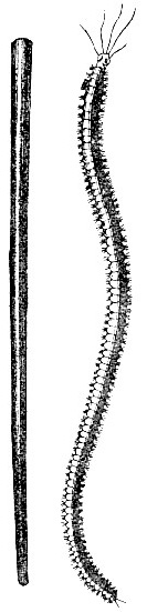 Hyalinaecia tubicola and tube image