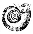 Spirorbis nautiloides image