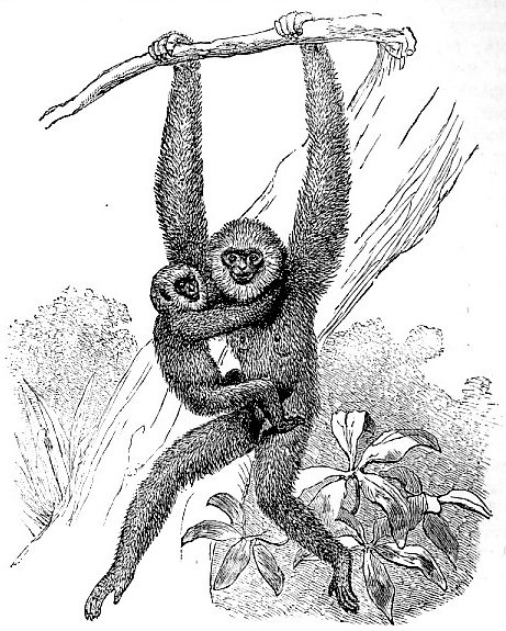 Entellus-like Gibbon image