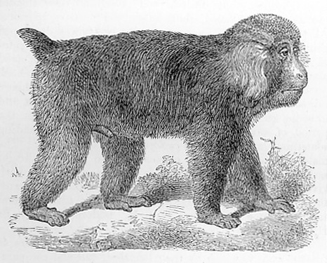 Tibet Macaque image