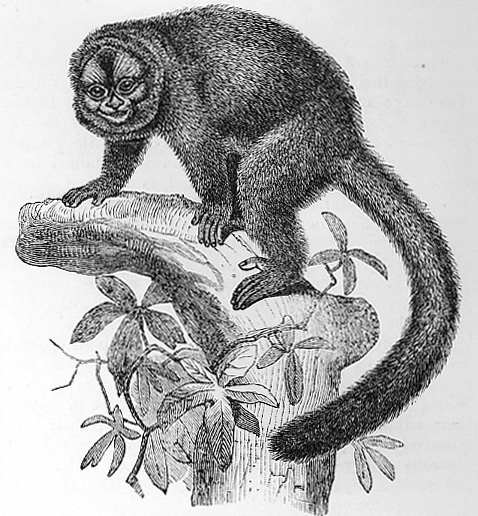 Lemurine Night Ape image