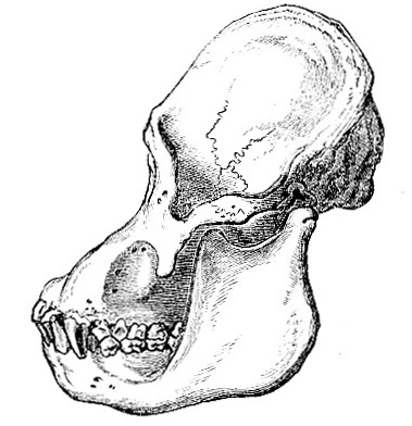 Adult Orang Utan skull image