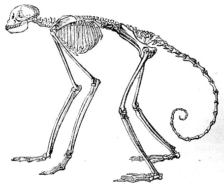 Skeleton of Ateles Belzebuth (image)