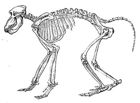 Skeleton of Chacma Baboon (image)
