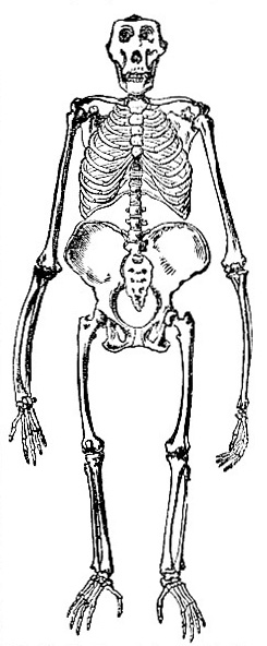 Skeleton of the Gorilla Image