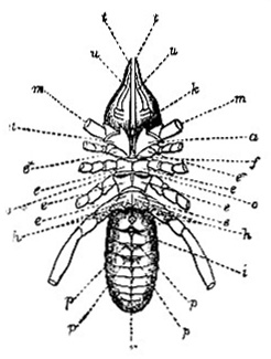 Galeodes araneoides image