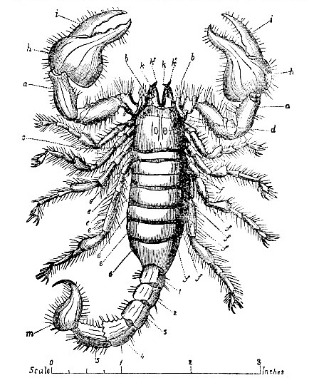 Scorpion (Buthus heros) image