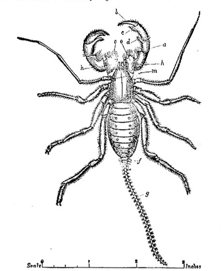 Thelyphonus giganteus image