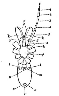 Cambridgea fasciata image