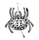 Crab Spider image