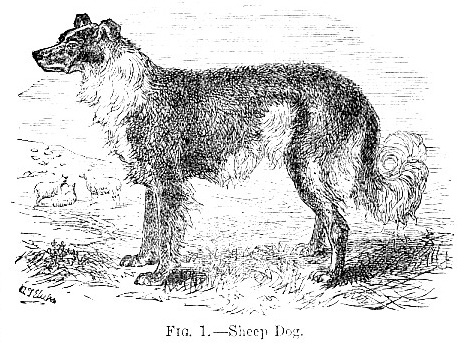 Sheep Dog image