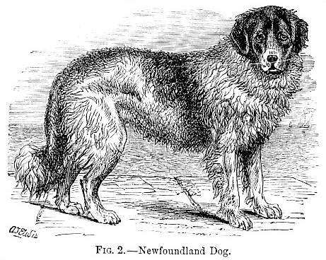 Newfoundland Dog image