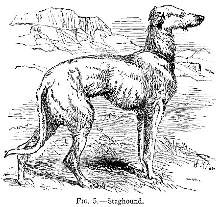 Staghound picture
