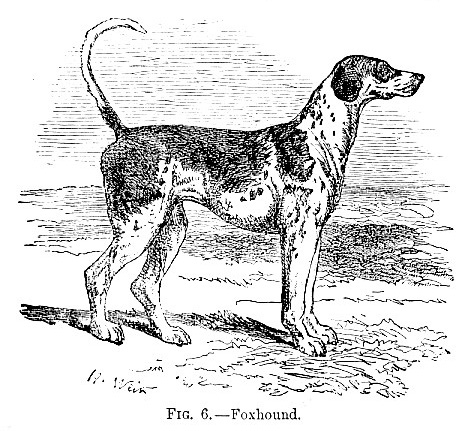 Foxhound picture