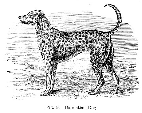 Dalmatian Dog picture