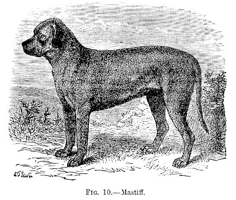 Mastiff picture