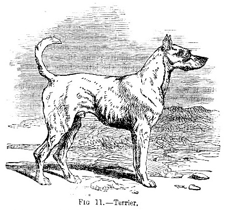 Terrier picture