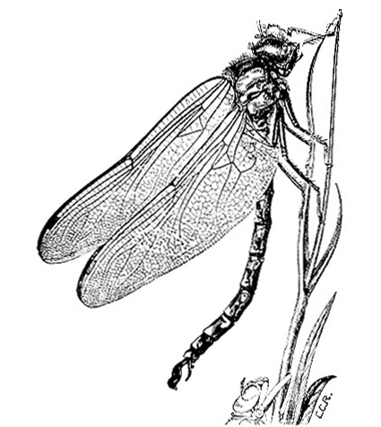Dragonfly (Fig.4)