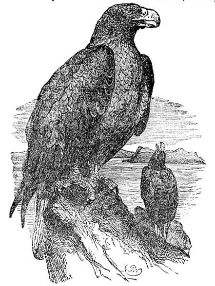 Sea Eagle image