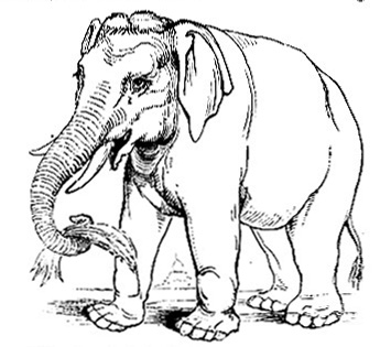 Asian Elephant image