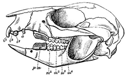 Skull and teeth of Gray's Rat Kangaroo (image)