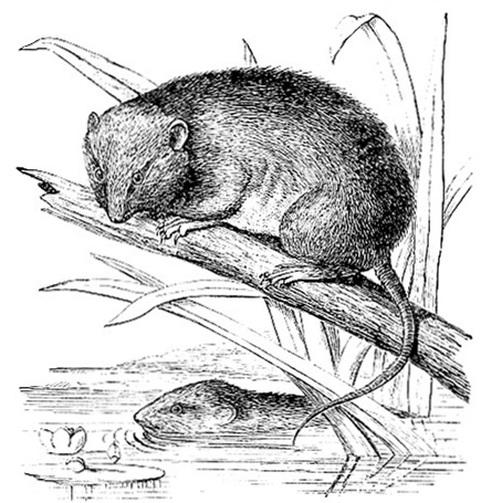 Australian Brown-Footed Rat image
