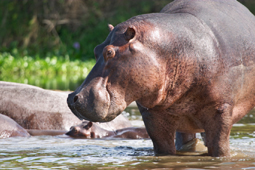 Hippopotamus, Nile River image