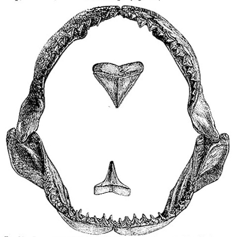 Dentition of the Blue Shark image