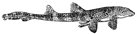 Chiloscyllium trispeculare, one of dogfish sharks (image)