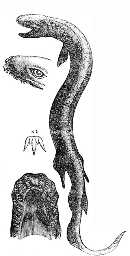 Chlamydoselachus anguineus (image)