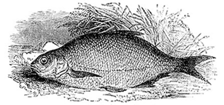 Bream or Carp Bream image