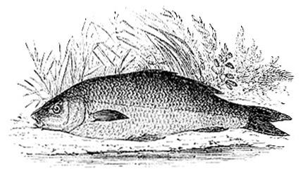 Common Carp image