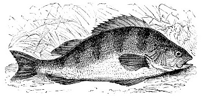 Perch image