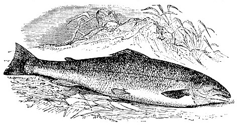 Salmon image