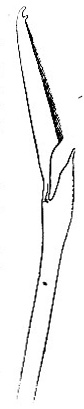 Bristle of Pionosyllis Malmgreni image