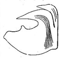 Hook of Terebella image