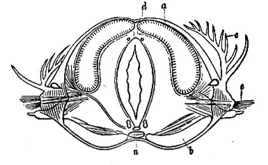 Transverse section of Eunice image