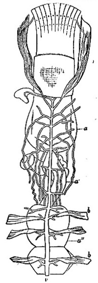 Ventral vascular system of Nereis cultrifera - image