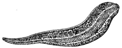 Green leech image