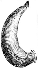 Bdella nilotica image