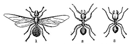 Leafcutting and Foraging Ants images