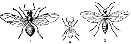 Wood Ant (Formica rufa) images