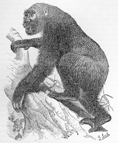 Gorilla image