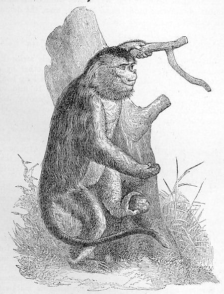 Proboscis Monkey image