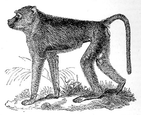 Babuin Baboon image